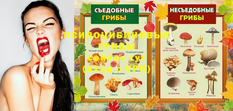 Галлюциногенные грибы MAGIC MUSHROOMS  мега вход  Отрадное 